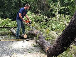 Why Choose Our Tree Removal Services in Gilbert, IA?